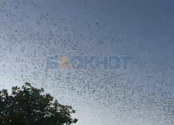Появилось видео полчищ саранчи, атакующих поля и огороды в Днепрорудном
