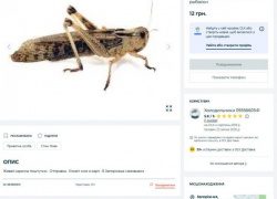 Запорожскую саранчу начали продавать в интернет-магазинах