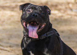 Запорожских собаководов могут обязать убирать за питомцами в подъездах