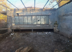 Ростовский парк птиц поможет пострадавшему от удара ВСУ зоопарку в Васильевке 