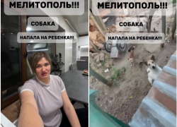 Следователи начали проверку после видео о нападении собаки на ребенка в Мелитополе