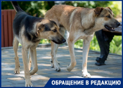 «Целая банда»: стая безнадзорных собак кошмарит жителей Каменки-Днепровской
