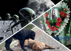 Новости Запорожья: пришельцы летят на луну, массовая травля собак и состояние могилы Лизы Мелиховой