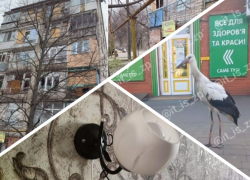 Новости Запорожья: аист «навел порядки» на улице, бесчеловечный удар по людям и энергетический коллапс 