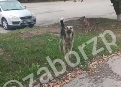 Запорожец показал стаю агрессивных собак, кидающихся на людей