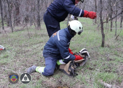 Спасатели вытащили барсука из канализации в Запорожье