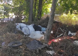 “Как так можно”: жители частного сектора в Запорожье устроили жуткую свалку