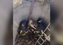 Операцию по спасению упавшей в колодец собаки показали на видео запорожские спасатели