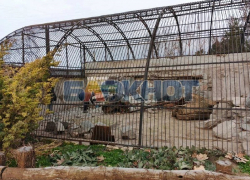 Гибель льва от обстрела ВСУ в Васильевском зоопарке опровергли в администрации округа