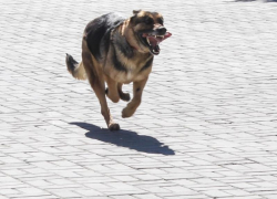 «Мэрия, подумайте о нас»: мелитопольцы возмущены огромными сворами бездомных псов на улицах города