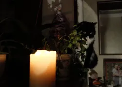 Названы улицы, где отключат свет в Мелитополе и близлежащих сёлах 19 сентября