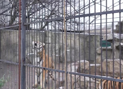 Балицкий показал, как восстанавливают зоопарк в Васильевке после удара ВСУ