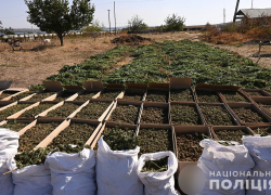 Почти 1,2 тысячи преступлений, связанных с наркоторговлей, совершили запорожцы в 2024 году