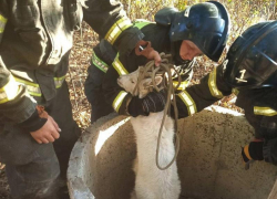 Коза провалилась в 10-метровый колодец в запорожском селе 