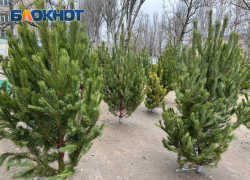 Стало известно, где купить живую ёлку в Мелитополе и округе
