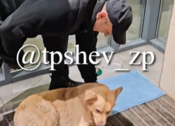 Охранник супермаркета выгнал на улицу замерзшую собаку в Запорожье