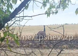 Страус, бегающий по полю, удивил жителей Запорожья