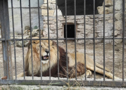 ВСУ атаковали зоопарк в Запорожской области: повреждены вольеры