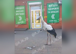 Напугавшего людей аиста сняли на видео в Запорожье