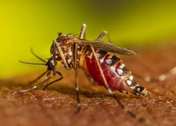 Укус вызывает паралич: запорожцев предупредили об опасных комарах