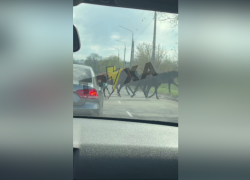 Появилось видео, как табун лошадей парализовал движение на дороге в Запорожье