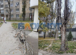 Власти Мелитополя рассказали, когда спилят опасные аварийные деревья на проспекте 50-летия Победы