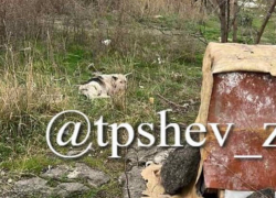 Неравнодушные запорожцы спасли умиравшую на трамвайных путях собаку