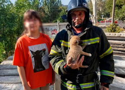 Спасатели МЧС достали из-под бетонных завалов щенка в Мелитополе