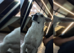 «Хуже зверей»: живодёры расстреляли из дробовика собаку под Запорожьем