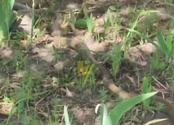 Гигантскую змею сняли на видео в центре Запорожья