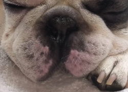 Жительница Запорожья рассказала шокирующую историю о жестоких врачах в местной ветклинике