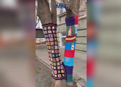 Неизвестные мастера утеплили запорожские деревья вязаными нарядами