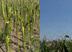 Стало известно, какие сельхозкультуры уничтожила атаковавшая Запорожскую область саранча