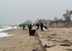 На берег моря в Запорожской области выбросило большое количество погибших моллюсков