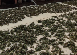 В Запорожской области задержали мужчину за хранение двух килограммов марихуаны