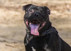 Забирать питомцев у жестоких владельцев будут в Запорожской области