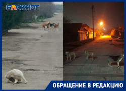 «Их тут штук 20-25»: бездомные собаки закошмарили жителей Мелитополя