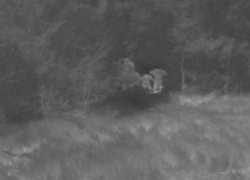 Появились кадры сдачи в плен солдат ВСУ во время перемирия на Запорожском фронте СВО