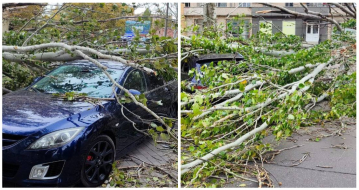 дерево упало на мазду (2).jpg