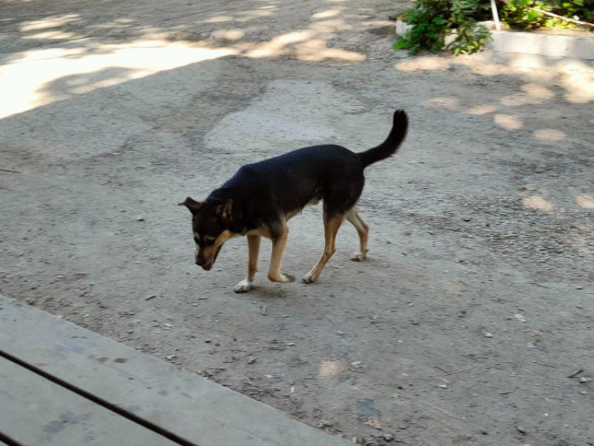  Госдума запретит брать животных в магазины Запорожья