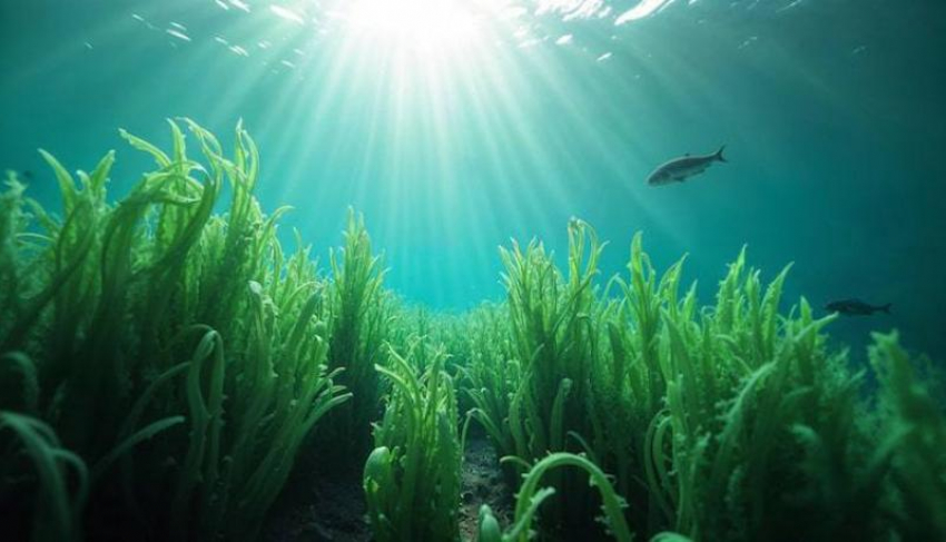 Азовское море начало превращаться в токсичный кисель из-за опасных водорослей