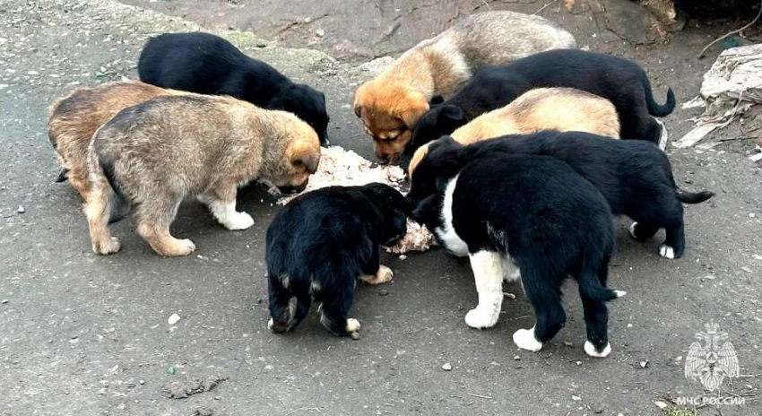 Пожарные МЧС России спасли щенка в Мелитополе из бетонной западни