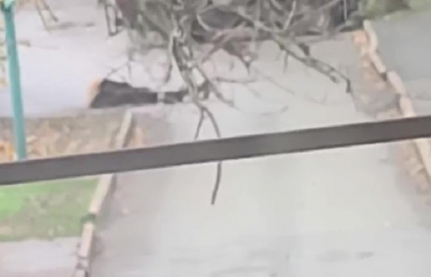 Потерявшую равновесие посреди дороги женщину обсмеяли на видео в Мелитополе