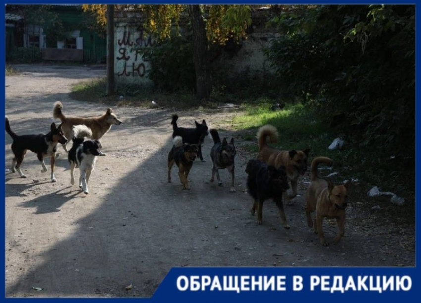 «Дети боятся ездить в школу»: стаи бродячих собак кошмарят жителей Васильевского района