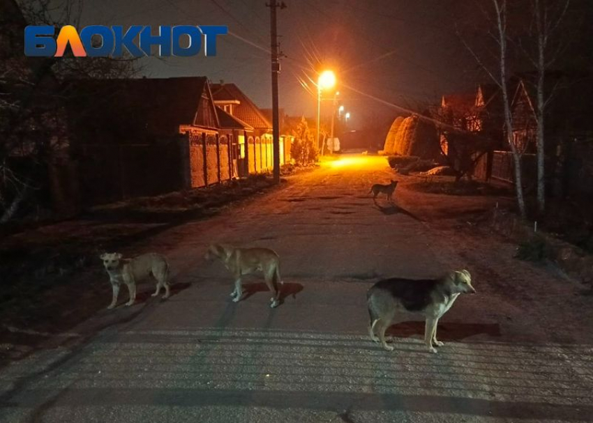 «Их тут штук 20-25». Бездомные собаки закошмарили жителей Мелитополя