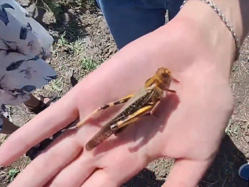 В Запорожье отменили введённый из-за нашествия саранчи карантин