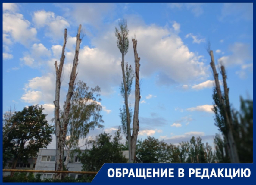 «Сплошной пиар вместо озеленения»: мелитопольцы забили тревогу из-за вырубки здоровых деревьев под видом благоустройства