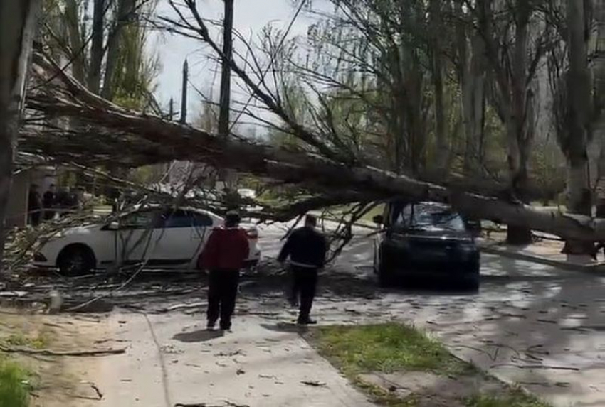 Дерево рухнуло на машины на улице Казарцева в Мелитополе