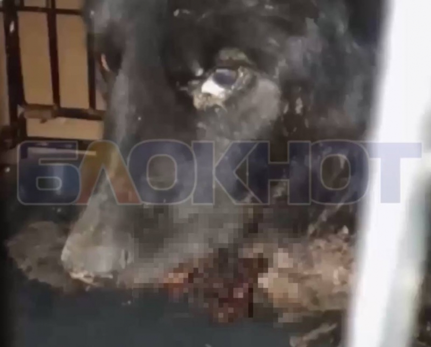 Неравнодушные мелитопольцы спасли бездомную собаку с травмой рта