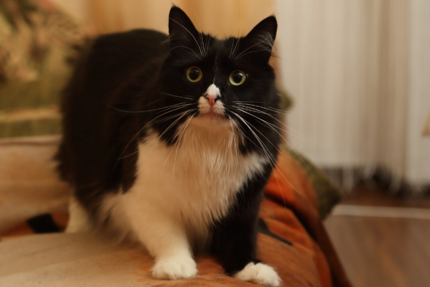 Запорожцам напомнили, где и когда можно бесплатно привить питомца от бешенства